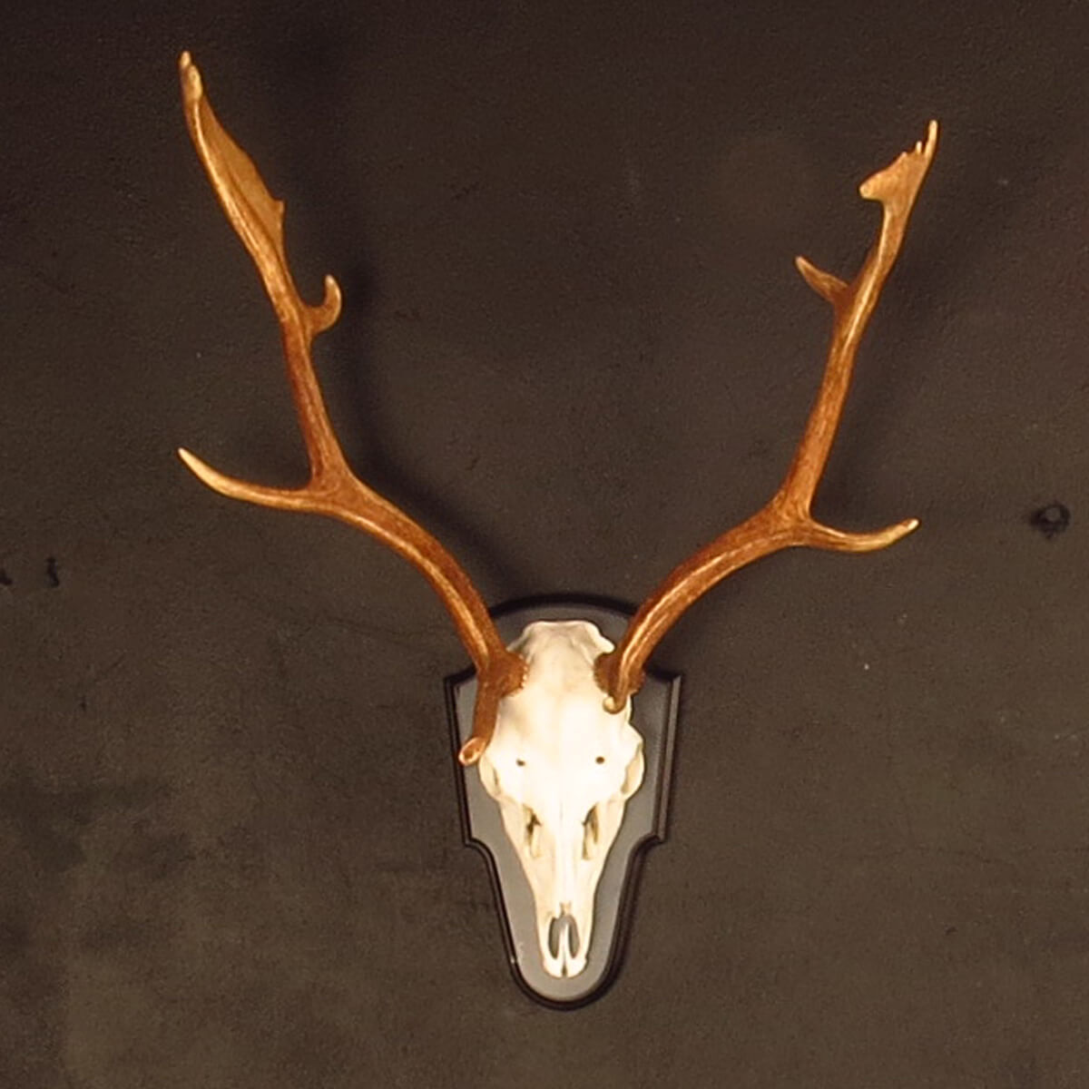 Skull mount of an African game animal by Karoo Animal Art Studio