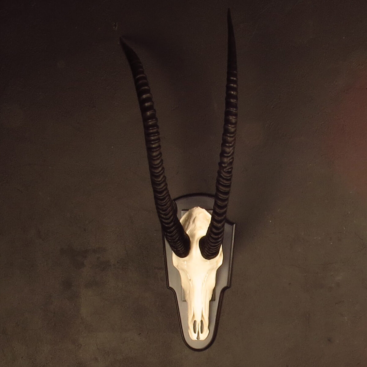 Skull mount of an African game animal by Karoo Animal Art Studio