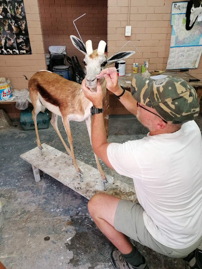 Taxidermist finishing a springbok lifesize mount in the Beaufort West studio