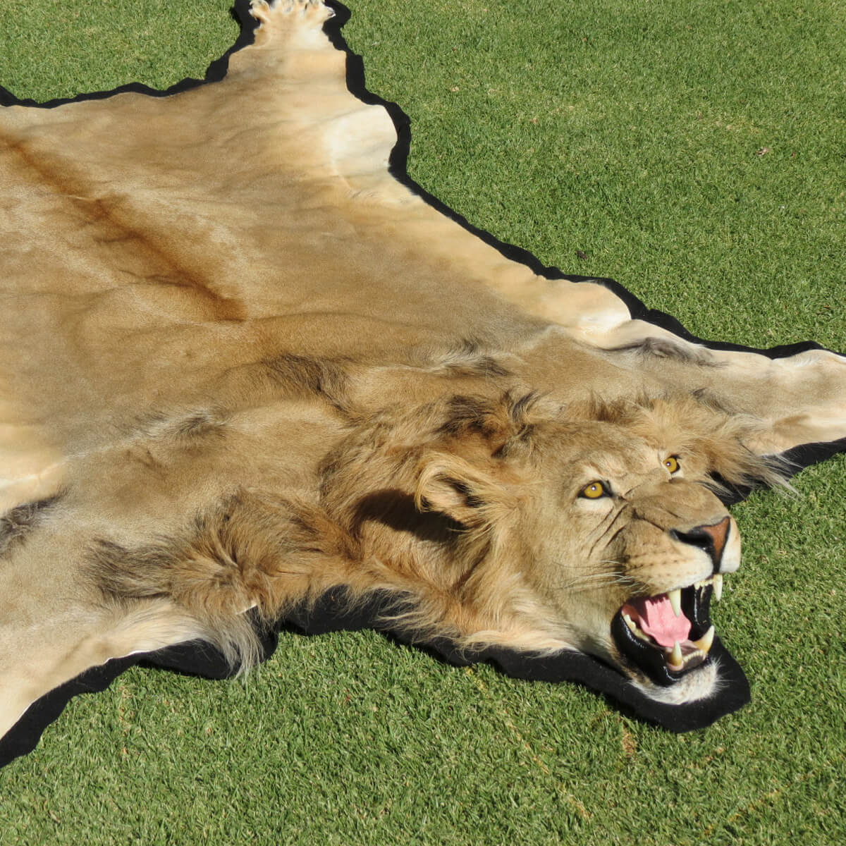 Rug mount of an African game animal by Karoo Animal Art Studio