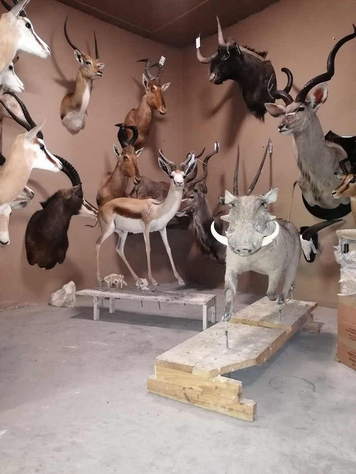 Finished shoulder and lifesize mounts in the Beaufort West workshop