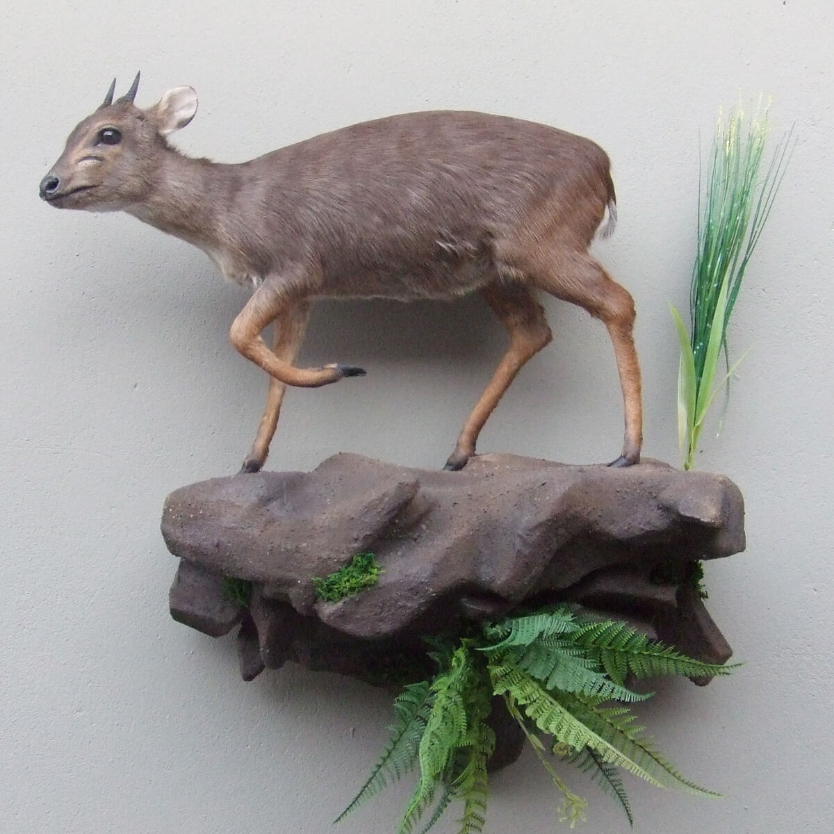 Lifesize mount of a blue duiker by Karoo Animal Art Studio