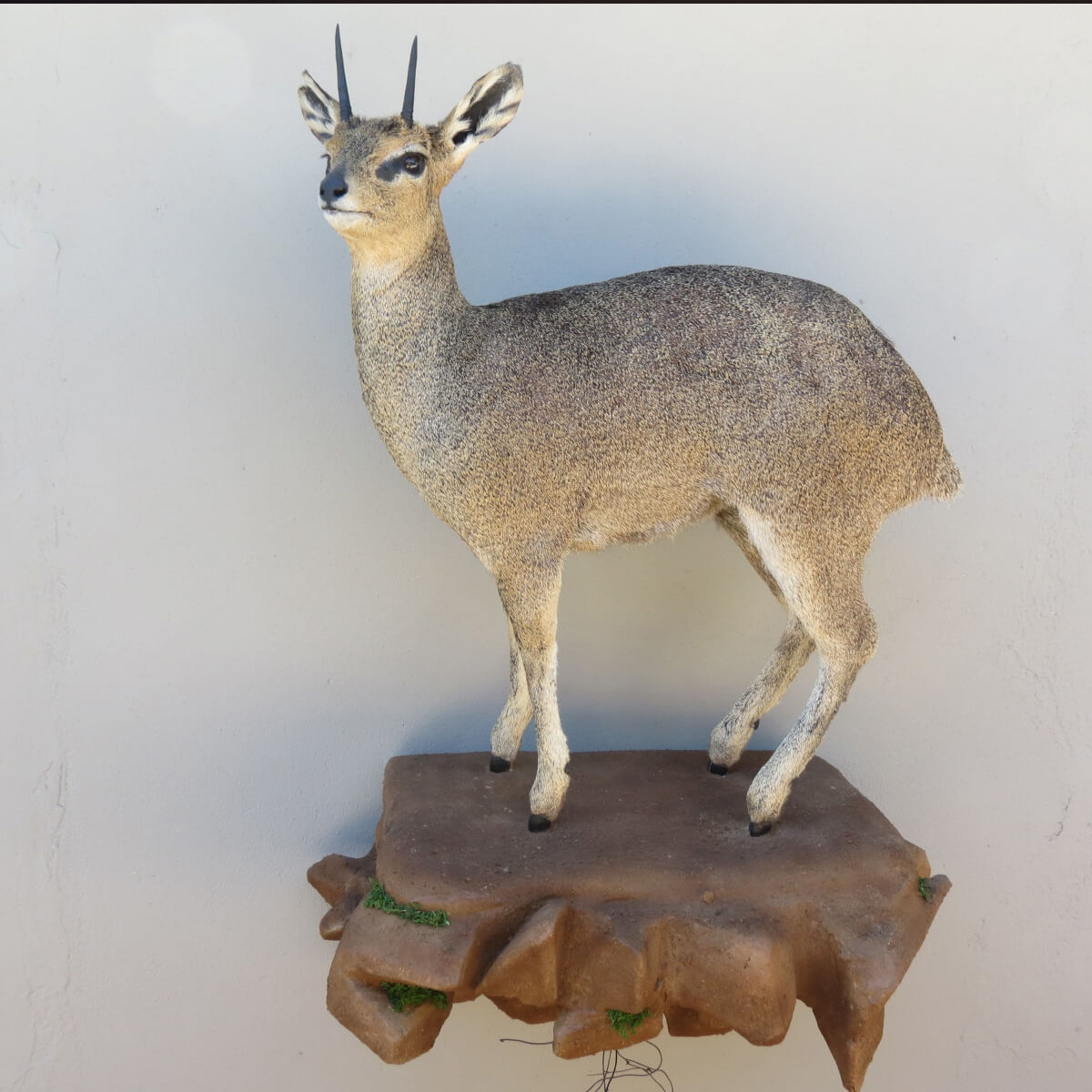 Lifesize mount of an African game animal by Karoo Animal Art Studio