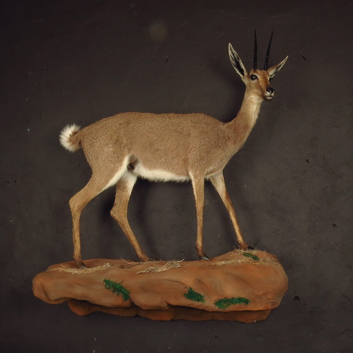 Lifesize mount of an African game animal by Karoo Animal Art Studio