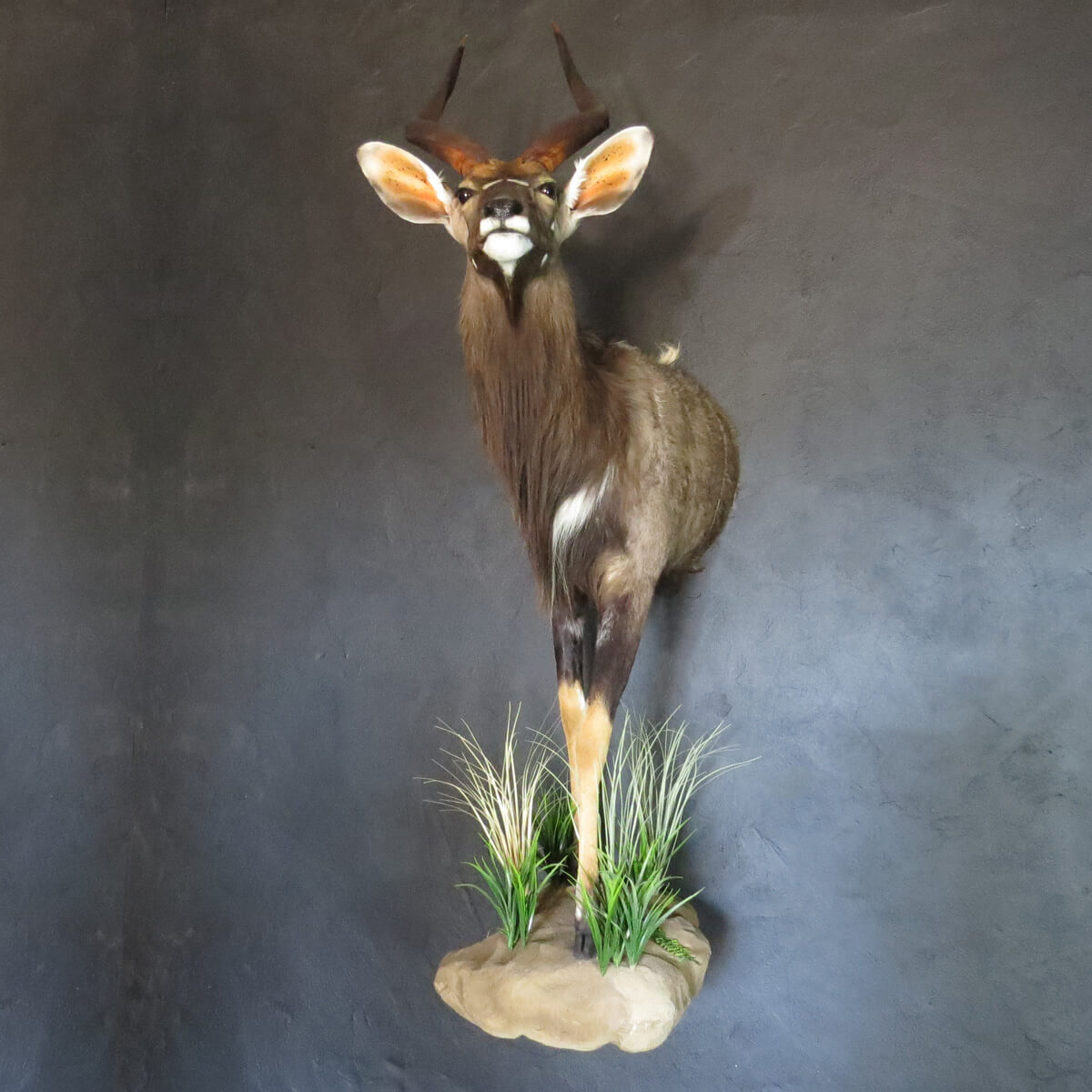 Half mount of an African game animal by Karoo Animal Art Studio