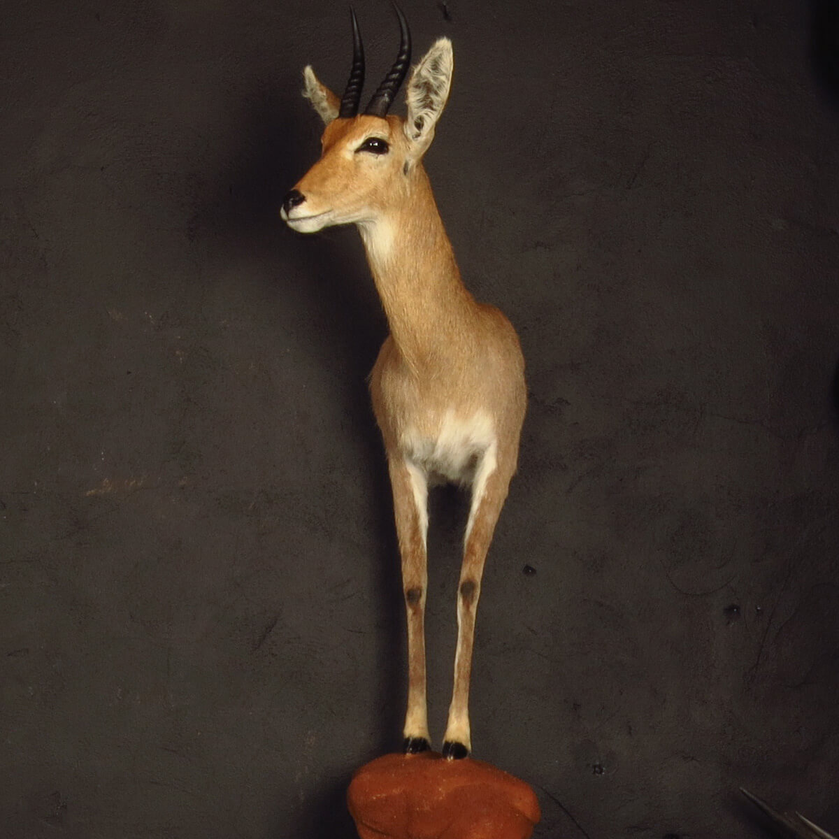 Half mount of an African game animal by Karoo Animal Art Studio