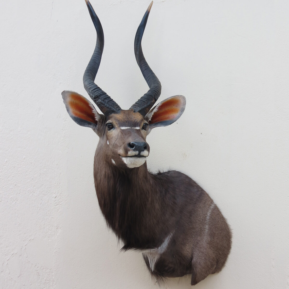 Wall pedestal mount of an African game animal by Karoo Animal Art Studio