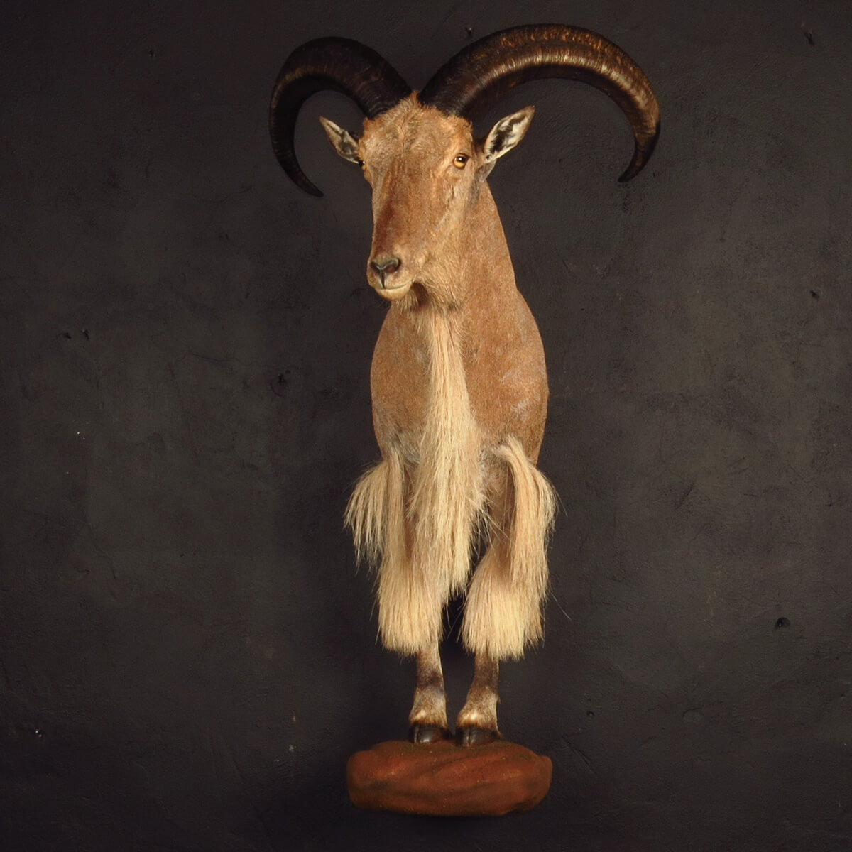 Half mount of a ram by Karoo Animal Art Studio