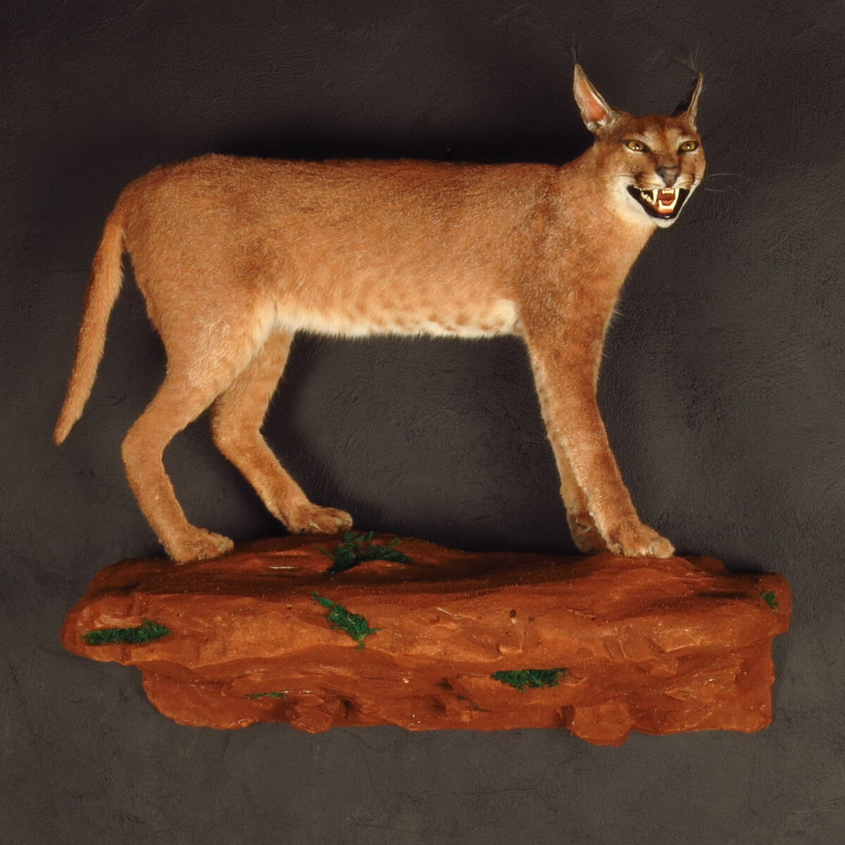 Lifesize mount of a caracal by Karoo Animal Art Studio