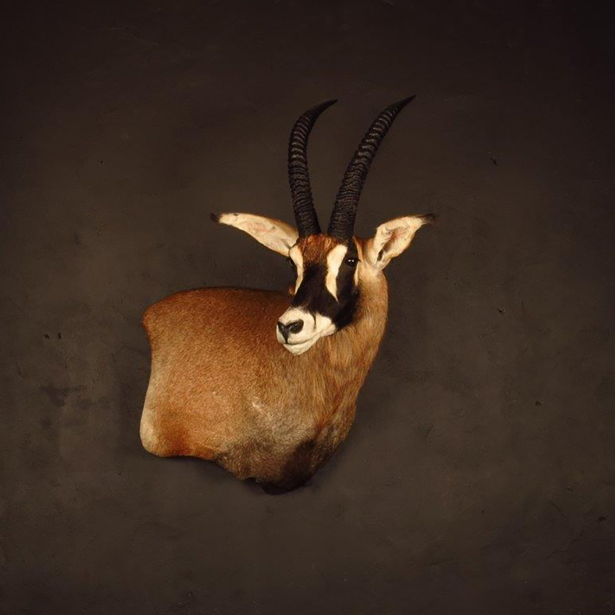 Wall pedestal mount of an African game animal by Karoo Animal Art Studio