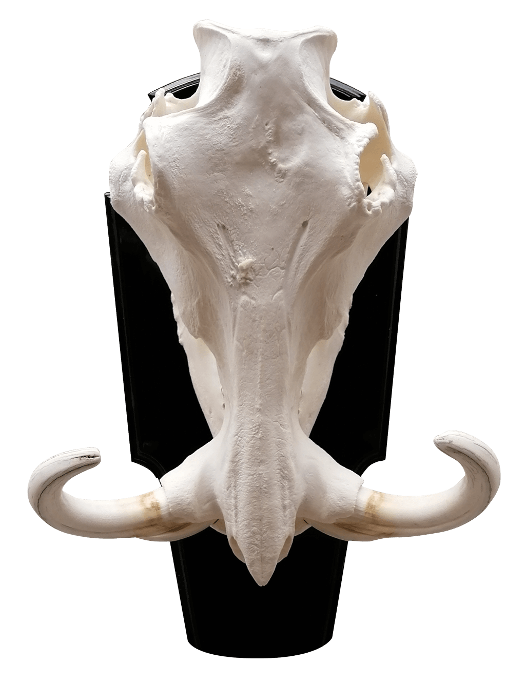 Warthog skull European mount with curved tusks on a black shield